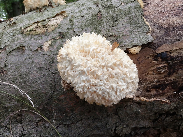 koralovec bukový Hericium coralloides (Scop.) Pers.