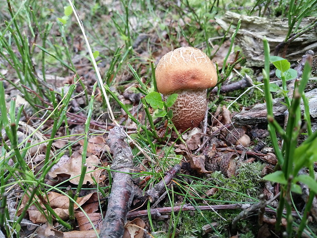 kozák dubový Leccinum aurantiacum (Bull.) Gray