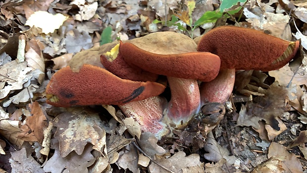 hríb zrnitohlúbikový červený Neoboletus luridiformis var. rubropileus (Dermek) Šutara