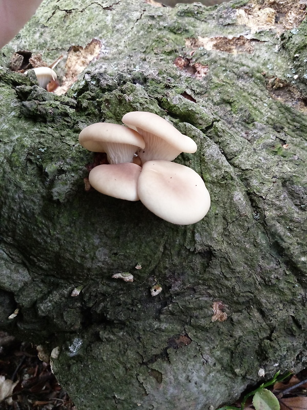 hliva buková Pleurotus pulmonarius (Fr.) Quél.