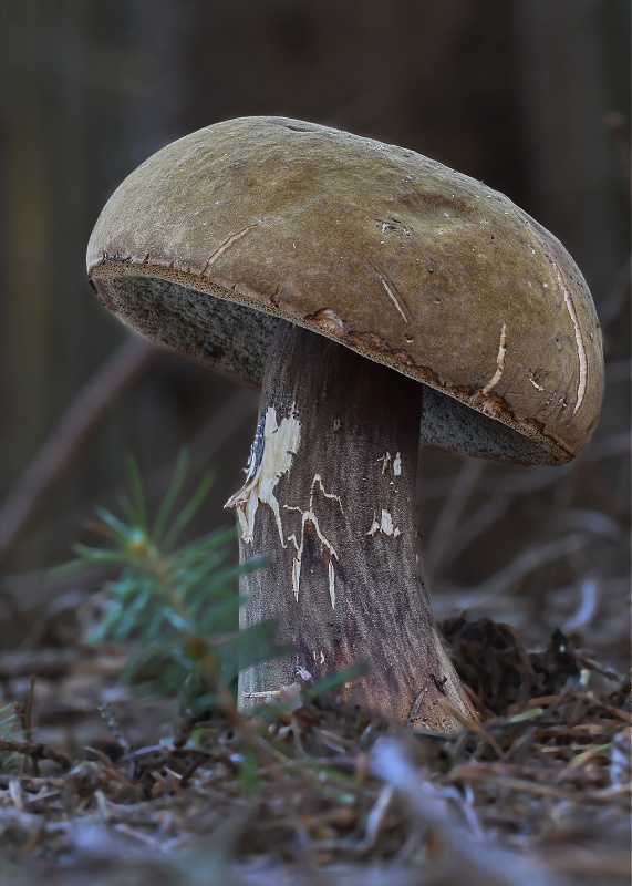 tmavohríb obyčajný Porphyrellus porphyrosporus (Fr. & Hök) E.-J. Gilbert