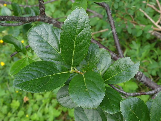 jarabina Sorbus chamaemespilus (L.) Crantz