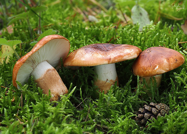 čírovka prstencová Tricholoma batschii Gulden