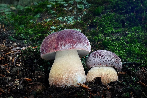 hríb sosnový Boletus pinophilus Pil. et Dermek in Pil.