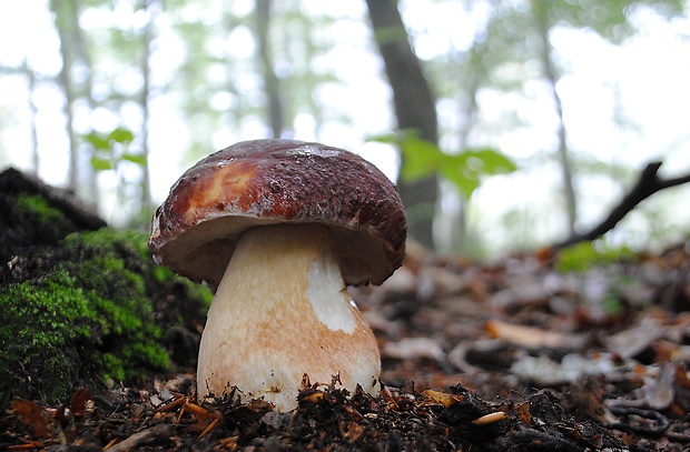 hríb sosnový Boletus pinophilus Pil. et Dermek in Pil.