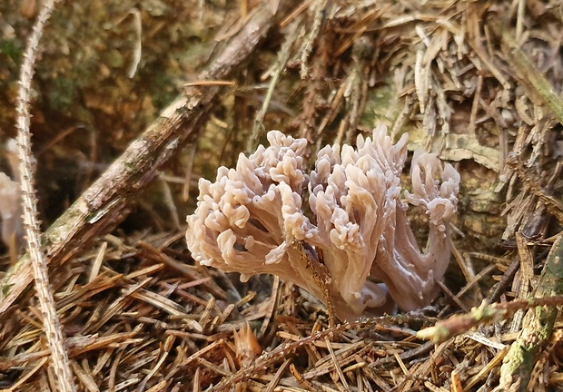 konárovka popolavá Clavulina cinerea (Bull.) J. Schröt.