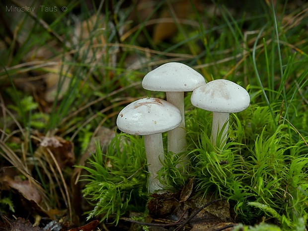 strmuľka hrabanková Clitocybe phyllophila