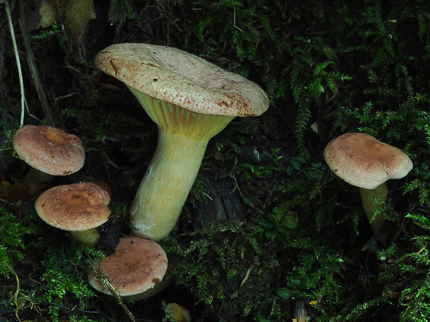 rýdzik fialovkastý Lactarius lilacinus (Lasch) Fr.