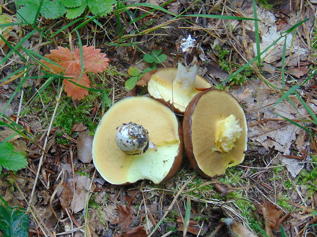 masliak Suillus sp.