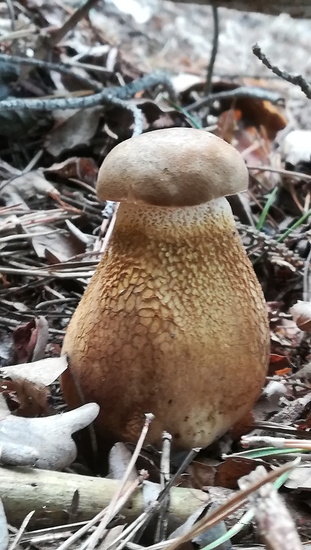 podhríb žlčový Tylopilus felleus (Bull.) P. Karst.