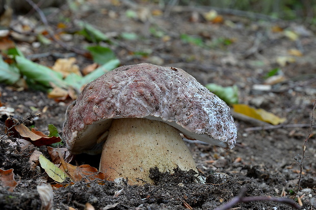 hríb sosnový Boletus pinophilus Pil. et Dermek in Pil.