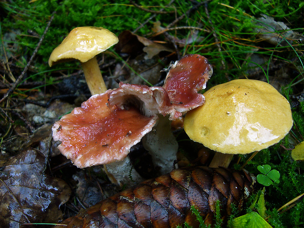 sliziak ružový Gomphidius roseus (Fr.) Oudem.