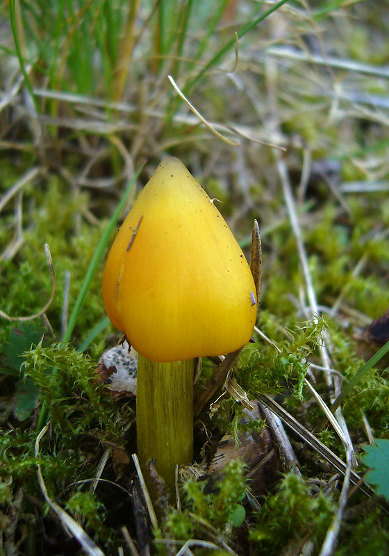 lúčnica kužeľovitá Hygrocybe conica (Schaeff.) P. Kumm.