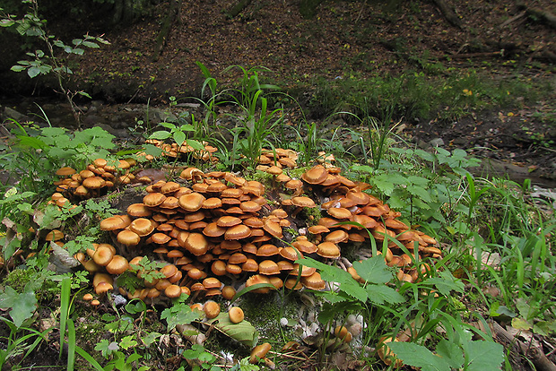 šupinačka menlivá Kuehneromyces mutabilis (Schaeff.) Singer & A.H. Sm.