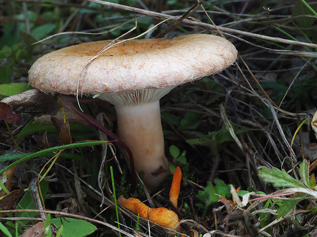 rýdzik kravský Lactarius torminosus (Schaeff.) Gray