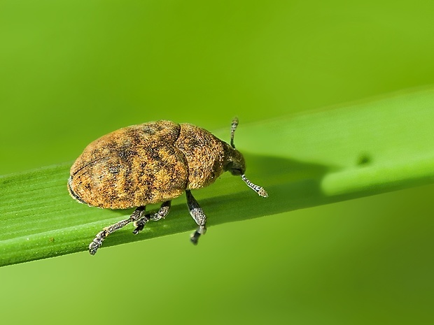 nosánik Larinus obtusus