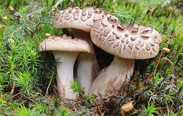 jelenkovec škridlicovitý Sarcodon imbricatus (L.) P. Karst.