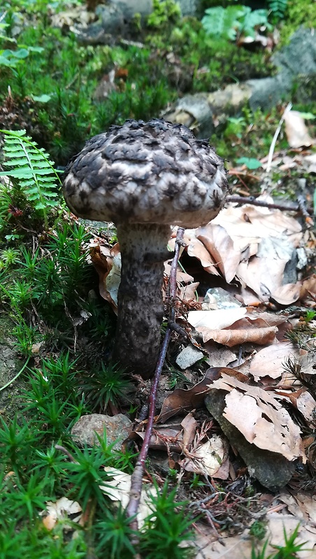 šiškovec šupinatý Strobilomyces strobilaceus (Scop.) Berk.