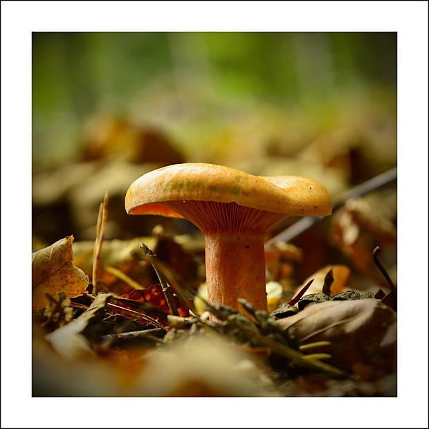 rýdzik pravý Lactarius deliciosus (L.) Gray