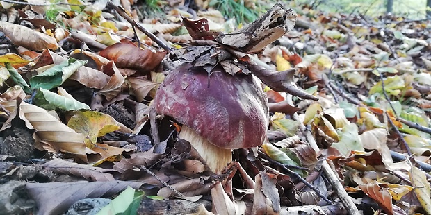 hríb sosnový Boletus pinophilus Pil. et Dermek in Pil.