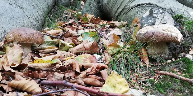 hríb smrekový Boletus edulis Bull.