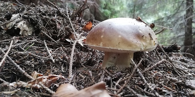 hríb smrekový Boletus edulis Bull.