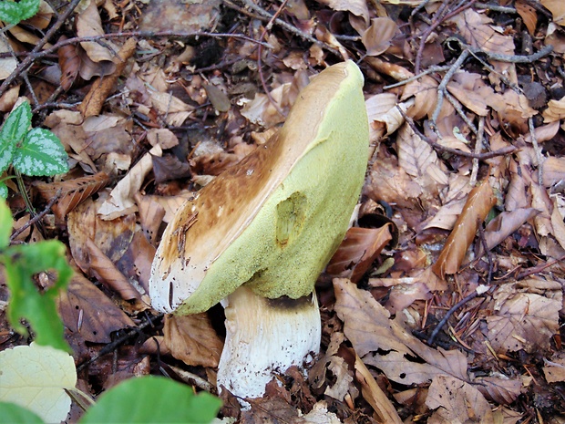 hríb smrekový Boletus edulis Bull.