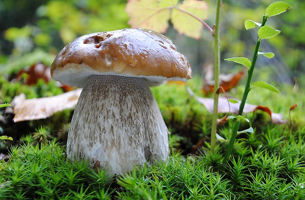 hríb smrekový Boletus edulis Bull.