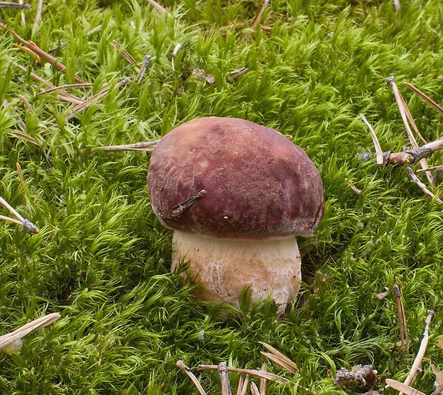 hríb sosnový Boletus pinophilus Pil. et Dermek in Pil.