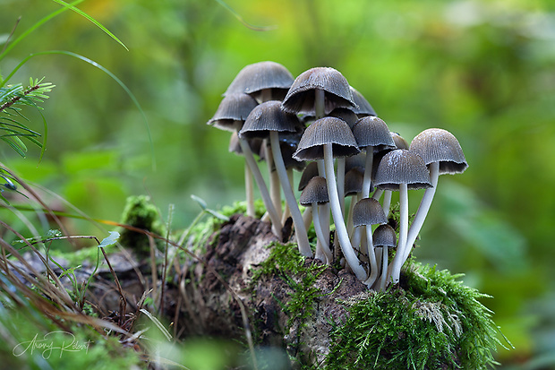 hnojník ligotavý Coprinellus micaceus (Bull.) Vilgalys, Hopple & Jacq. Johnson