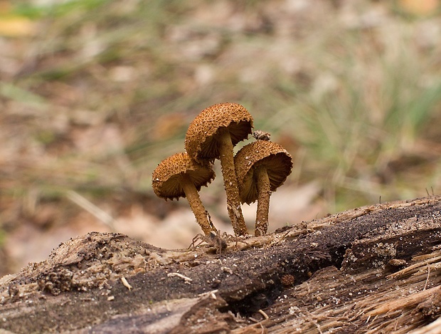 flamulaster ovešaný Flammulaster muricatus (Fr.) Watling