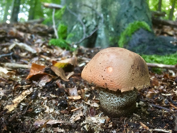 kozák dubový Leccinum aurantiacum (Bull.) Gray