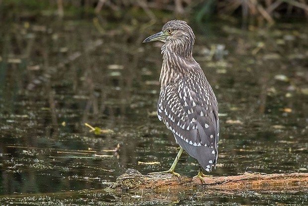 chavkoš nočný  Nycticorax nycticorax