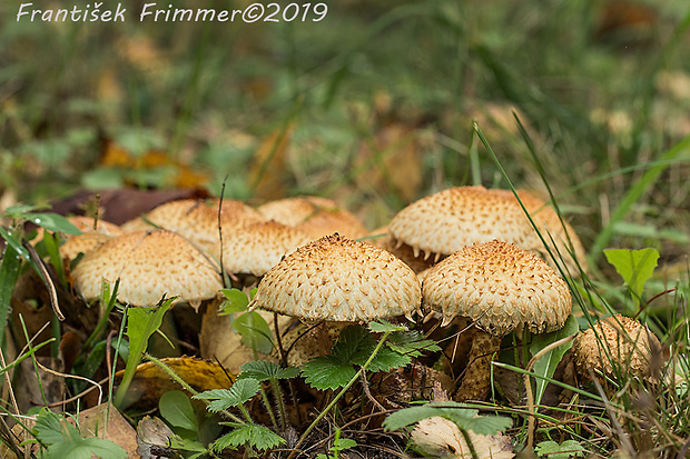 šupinovka Pholiota sp.