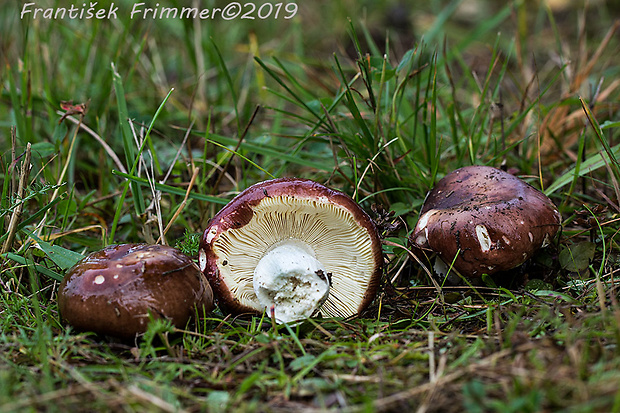 plávka Russula sp.