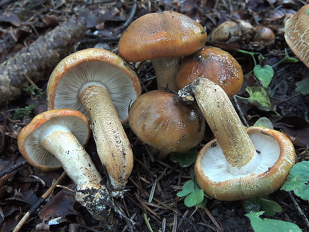 čírovka oranžová Tricholoma aurantium (Schaeff.) Ricken