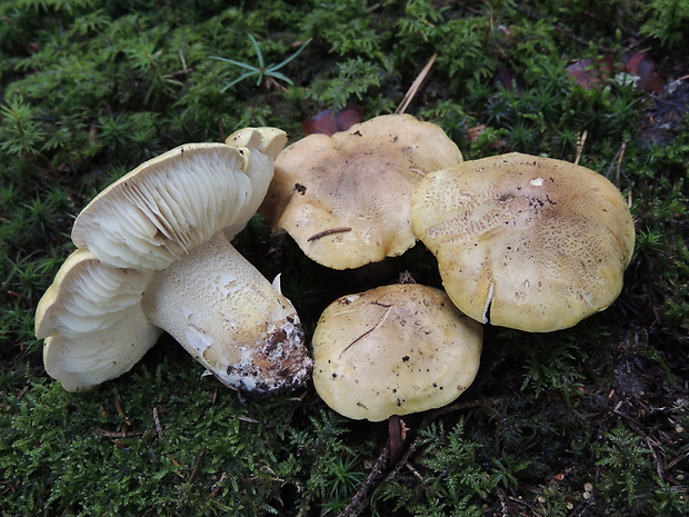 čírovka Joachimova Tricholoma joachimii Bon & A. Riva