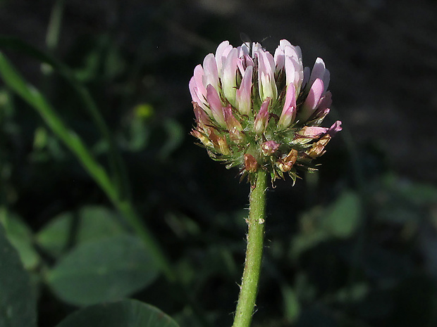 ďatelina jahodovitá Trifolium fragiferum L.