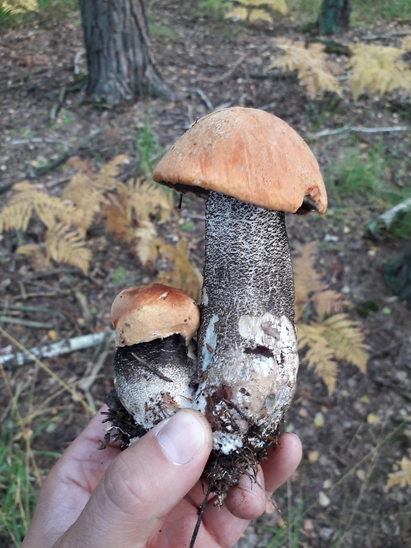 kozák osikový Leccinum albostipitatum den Bakker & Noordel.