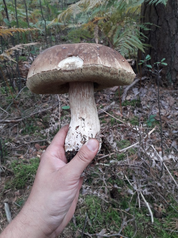 hríb smrekový Boletus edulis Bull.