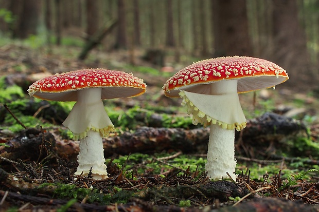 muchotrávka červená Amanita muscaria (L.) Lam.