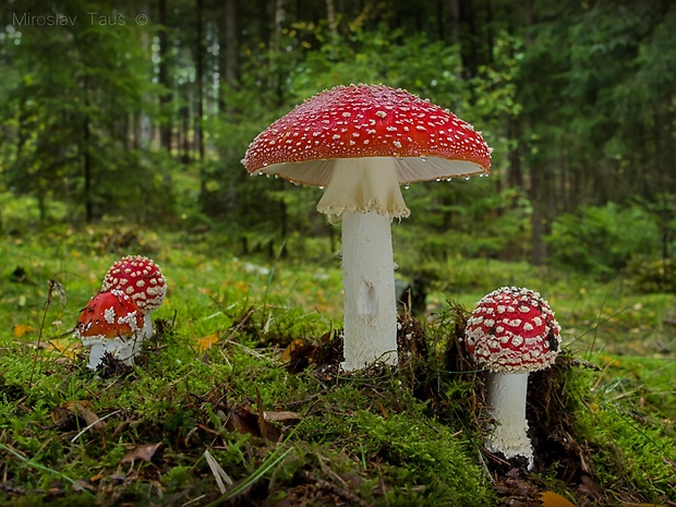 muchotrávka červená Amanita muscaria (L.) Lam.