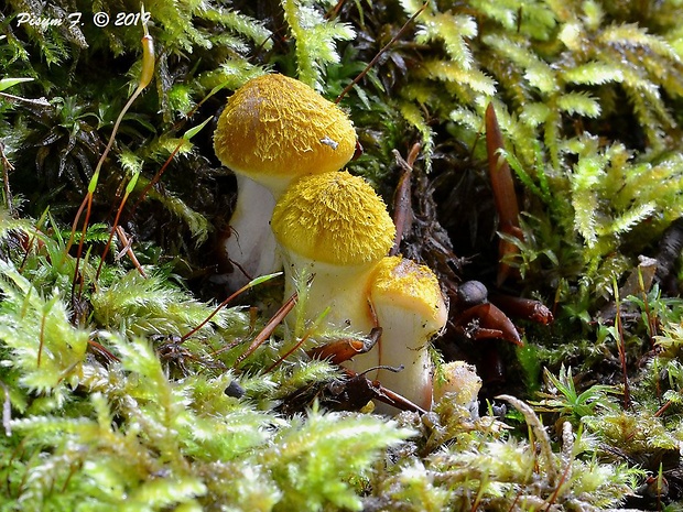 podpňovka žltá Armillaria gallica Marxm. & Romagn.