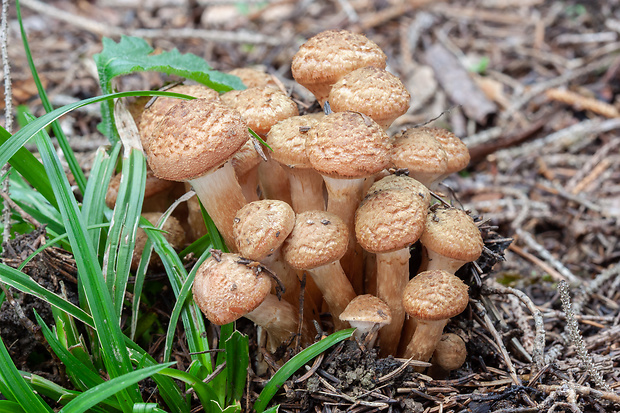 podpňovka Armillaria sp.