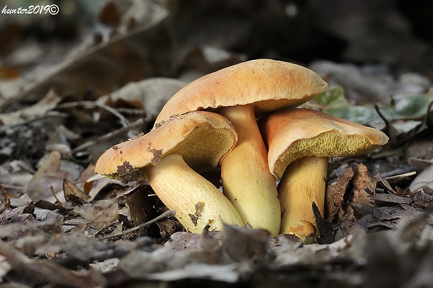 suchohríb moravský Aureoboletus moravicus (Vaček) Klofac