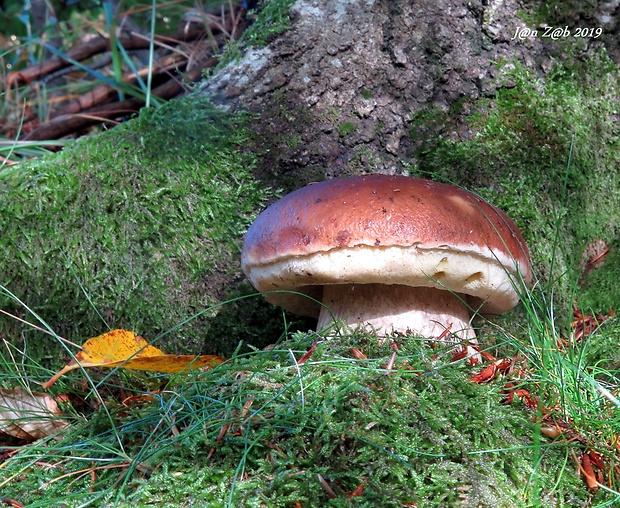 hríb smrekový Boletus edulis Bull.