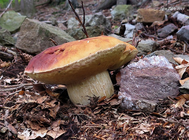 hríb sosnový Boletus pinophilus Pil. et Dermek in Pil.