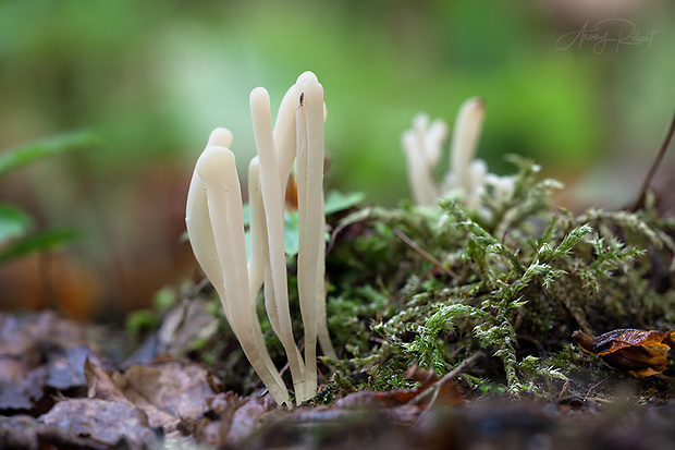 kyjačik lámavý Clavaria fragilis Holmsk.