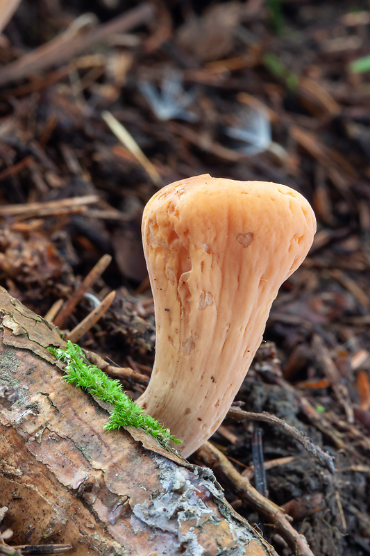 kyjak useknutý Clavariadelphus truncatus Donk