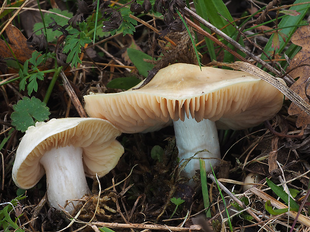 hodvábnica Moserova Entoloma moserianum Noordel.